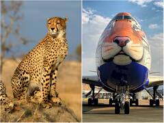 हिंदुस्तान में चीते के पुनर्जन्म की संपूर्ण कहानी, देश के दिल में दोबारा दौड़ेंगे चीते