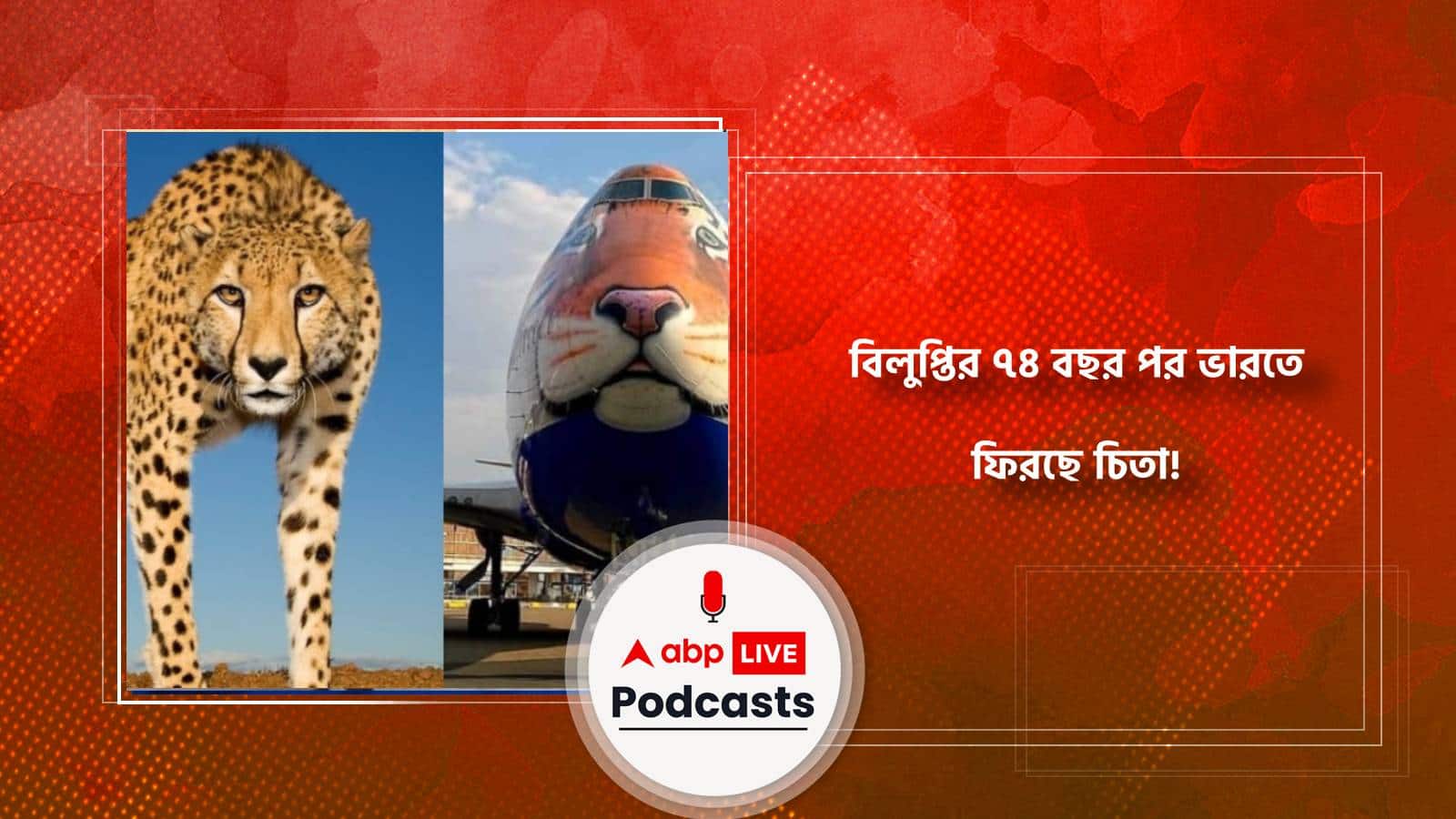 Project Cheetah: বিলুপ্তির ৭৪ বছর পর ভারতে ফিরছে চিতা!