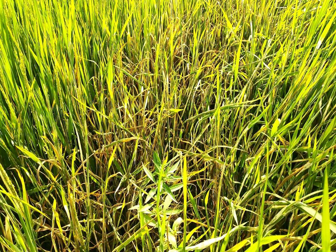 thiruvarur district kuruvai paddy insert damage TNN திருவாரூர்: 5000 ஏக்கர் குறுவை நெற்பயிர்கள் புகையான், இலை சுருட்டல் நோய்களினால் பாதிப்பு - விவசாயிகள் கவலை 
