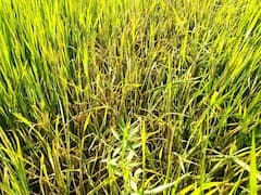திருவாரூர்: 5000 ஏக்கர் குறுவை நெற்பயிர்கள் புகையான், இலை சுருட்டல் நோய்களினால் பாதிப்பு - விவசாயிகள் கவலை