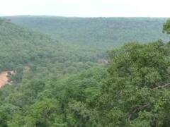 कूनो नेशनल पार्क में चीते छोड़ने से बारां में भी पर्यटन बढ़ने की उम्मीद, क्षेत्र में खुशी का माहौल