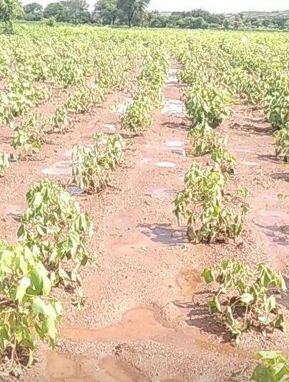 सततच्या पावसामुळं धुळे जिल्ह्यात पिकं धोक्यात