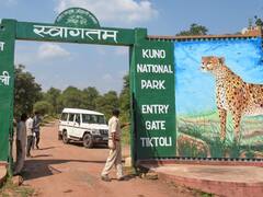 नामीबिया से भारत लाए जा रहे 8 चीते, जयपुर नहीं अब सीधे ग्वालियर में उतरेगा विमान