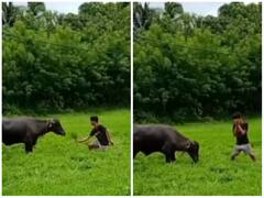 रिलेशनशिप के लिए कुछ भी कर सकते हैं लड़के, लड़की नहीं मिलने पर भैंस को किया प्रपोज