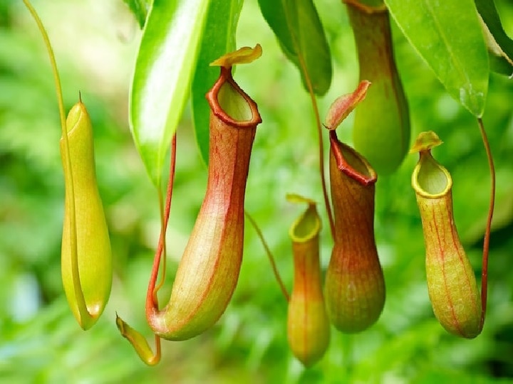 Ghost Plants: कीट-पतंगों को खाकर जिंदा रहते हैं ये मांसाहारी पौधे, एक पौधे को कहते हैं 'सुंदरी का पिंजरा