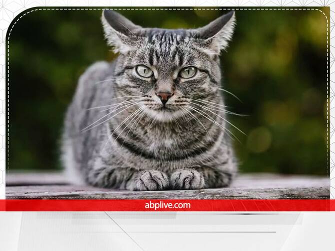 Black Cat In Dream Bring Good Luck Superstition Myths Kali Billi Dikhne Ka Matlab | Black Cat: काली बिल्ली दिखे तो घबराएं नहीं, जानें इससे जुड़े शुभ संकेत Black Cat In Dream Bring Good Luck Superstition Myths Kali Billi Dikhne Ka Matlab | Black Cat: काली बिल्ली दिखे तो घबराएं नहीं, जानें इससे जुड़े शुभ संकेत