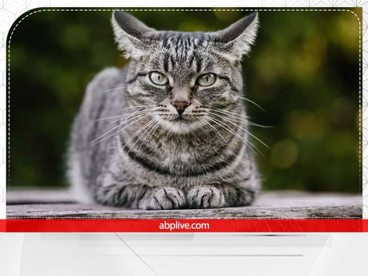 Black Cat in Dream: सपने में बिल्ली दिखनाअशुभ संकेत माना जाता है. यह भविष्य में होने वाले किसी बड़े नुकसान का संकेत देती है लेकिन काली बिल्ली का सपना देखने से धन लाभ होता है.