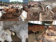 Lumpy Virus: भरतपुर संभाग में कहर बरपा रहा लंपी वायरस, 600 गौवंश की मौत, 21799 पशु अब तक हुए संक्रमित
