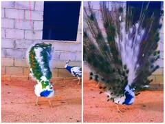 नहीं देखा होगा इससे सुंदर मोर, डांस देख हार बैठेंगे दिल