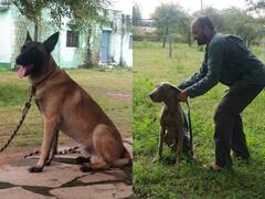 Kuno National Park: कूनो नेशनल पार्क में आ रहे चीतों की सुरक्षा में स्पेशल फीमेल डॉग 'इलू' तैनात, ट्रेनिंग दी गई