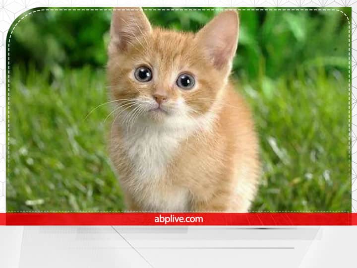 सपने काली बिल्ली को अपने ऊपर या किसी और के ऊपर हमला करते देखते हैं तो यह बहुत अशुभ माना जाता है. हालांकि काली बिल्ली घर में चुपके से आए और खुद चली जाए तो यह सौभाग्य का प्रतीक माना जाता है.