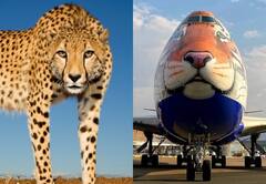 कल ग्वालियर में लैंड करेगा चीतों का विशेष विमान, कूनो नेशनल पार्क में पीएम मोदी कराएंगे दो की एंट्री