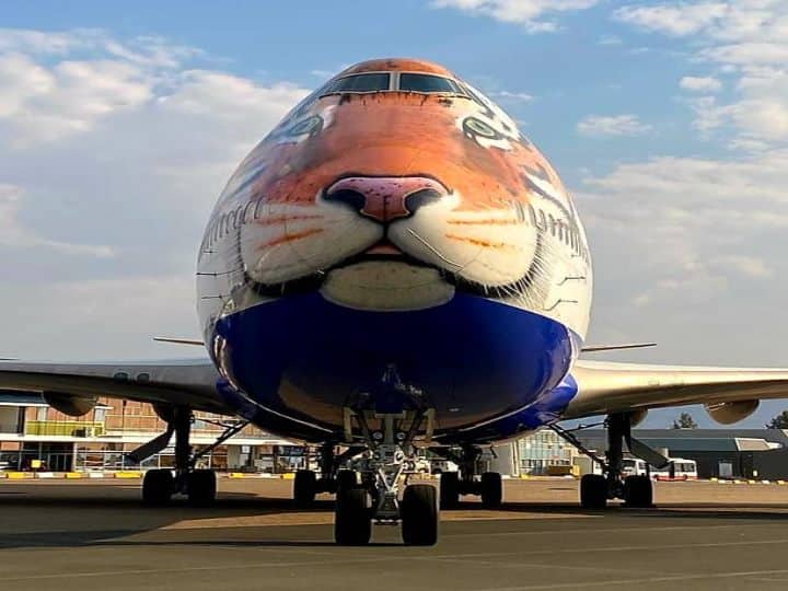 Special Cargo Flight With Eight Cheetahs To Land In Gwalior. Take A Look At The Big Cats From Namibia Special Cargo Flight With Eight Cheetahs To Land In Gwalior. Take A Look At The Big Cats From Namibia