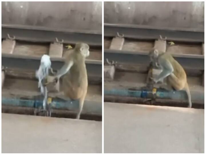 monkey drank water after going to railway track when he was thirsty Video: प्यास लगने पर बंदर ने जोखिम में डाली अपनी जान, रेलवे ट्रैक पर आकर पिया पानी