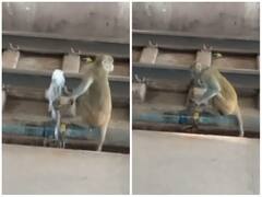 प्यास लगने पर बंदर ने जोखिम में डाली अपनी जान, रेलवे ट्रैक पर आकर पिया पानी