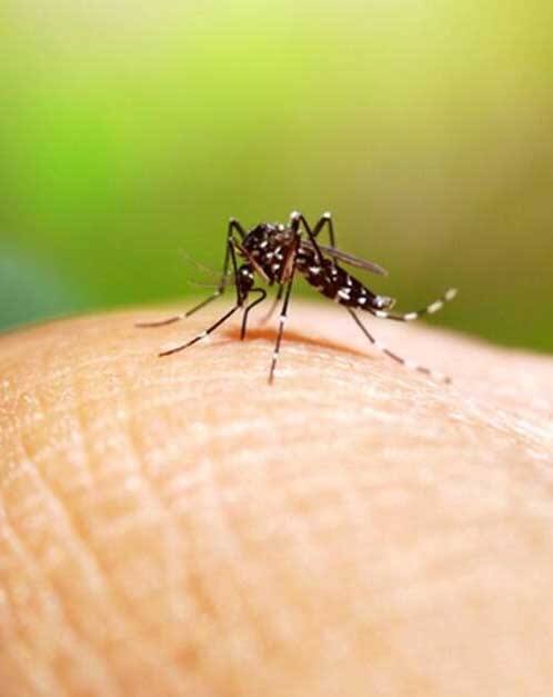 ਦੂਜੇ ਪਾਸੇ ਜੇਕਰ ਸਮੇਂ-ਸਿਰ ਡੇਂਗੂ ਦਾ ਸਹੀ ਇਲਾਜ ਹੋ ਜਾਵੇ ਤਾਂ ਸਥਿਤੀ ਕਾਬੂ ਹੇਠ ਹੋ ਜਾਂਦੀ ਹੈ। ਆਓ ਜਾਣਦੇ ਹਾਂ ਕਿ ਤੁਸੀਂ ਡੇਂਗੂ ਨੂੰ ਕਿਵੇਂ ਪਛਾਣ ਸਕਦੇ ਹੋ ਅਤੇ ਇਸਦੇ ਇਲਾਜ ਲਈ ਤੁਹਾਨੂੰ ਡਾਕਟਰ ਦੀ ਸਲਾਹ ਕਦੋਂ ਲੈਣੀ ਚਾਹੀਦੀ ਹੈ ।