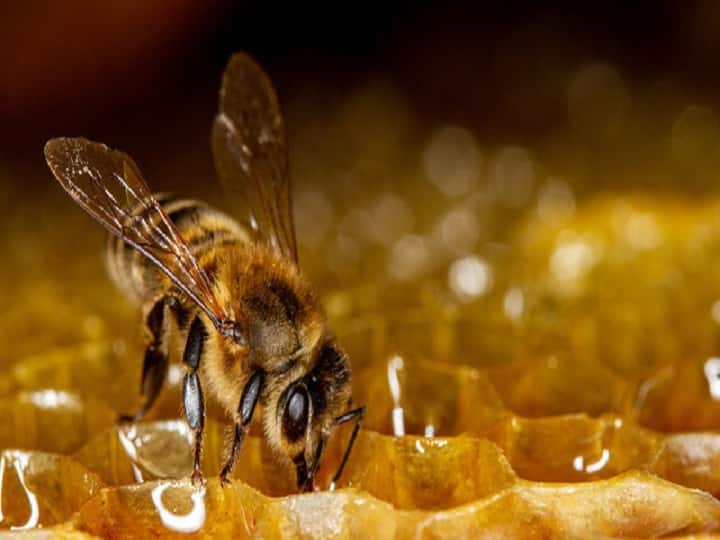Italian honey Bee produce 3 times more honey than common bees will be beneficial in honey farming Business Honey Farming: आम मधुमक्खियों के मुकाबले 3 गुना ज्यादा शहद देती है 'इटैलियन बी', खूबियां जानकर शुरू कर देंगे शहद की खेती