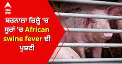 ਬਰਨਾਲਾ ਜ਼ਿਲ੍ਹੇ 'ਚ ਸੂਰਾਂ 'ਚ African swine fever ਦੀ ਪੁਸ਼ਟੀ
