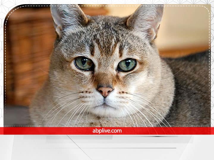 काली बिल्ली का रास्ता काटना बहुत अशुभ माना जाता है. कहा जाता है कि जब बिल्ली बाईं से दाईं ओर रास्ता काटती है तो वो अशुभ होता है. काली वहीं बिल्ली अगर घर में कहीं मल त्याग दे तो अनहोनी की संभावना होती है.