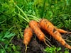 Carrot Farming: सर्दियों के सुपरफूड गाजर की खेती करा सकती है जबरदस्त कमाई, ऐसे करें खेती