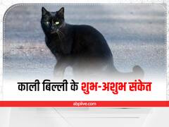 Black Cat: काली बिल्ली दिखे तो घबराएं नहीं, जानें इससे जुड़े शुभ संकेत