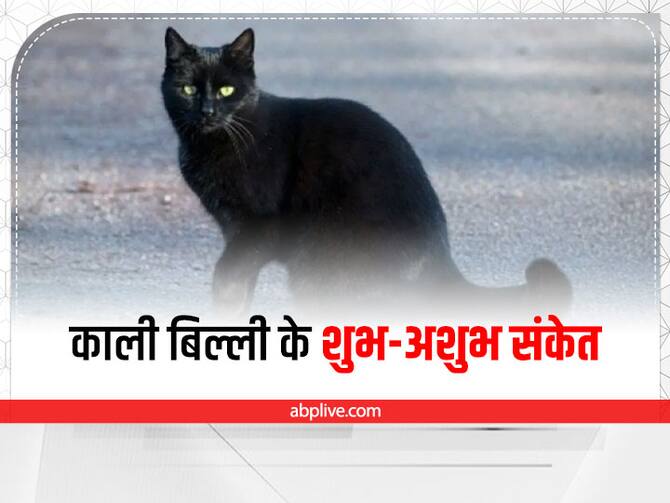 Black Cat In Dream Bring Good Luck Superstition Myths Kali Billi Dikhne Ka  Matlab | Black Cat: काली बिल्ली दिखे तो घबराएं नहीं, जानें इससे जुड़े शुभ  संकेत