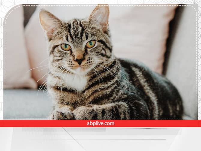 Black Cat In Dream Bring Good Luck Superstition Myths Kali Billi Dikhne Ka Matlab | Black Cat: काली बिल्ली दिखे तो घबराएं नहीं, जानें इससे जुड़े शुभ संकेत Black Cat In Dream Bring Good Luck Superstition Myths Kali Billi Dikhne Ka Matlab | Black Cat: काली बिल्ली दिखे तो घबराएं नहीं, जानें इससे जुड़े शुभ संकेत