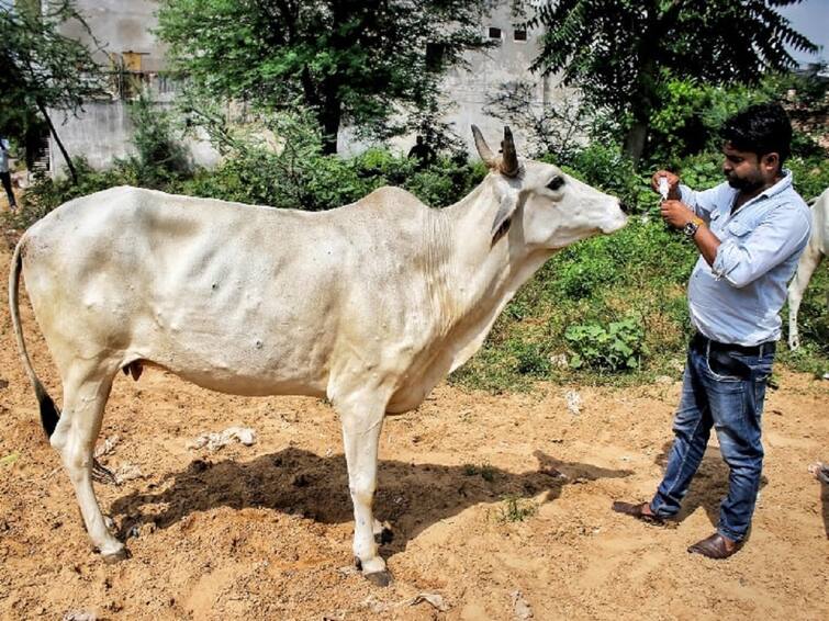 Lumpy Skin Disease 15 to 18 percentage decline in milk collection in rajasthan sweets prices also increased Lumpy Skin Disease : राजस्थानमध्ये लम्पी स्कीनमुळं पशुपालक चिंतेत, दूध उत्पादनात दोन लाख लिटरची घट, मुख्यमंत्री गेलहोतांचे पंतप्रधानांना पत्र 