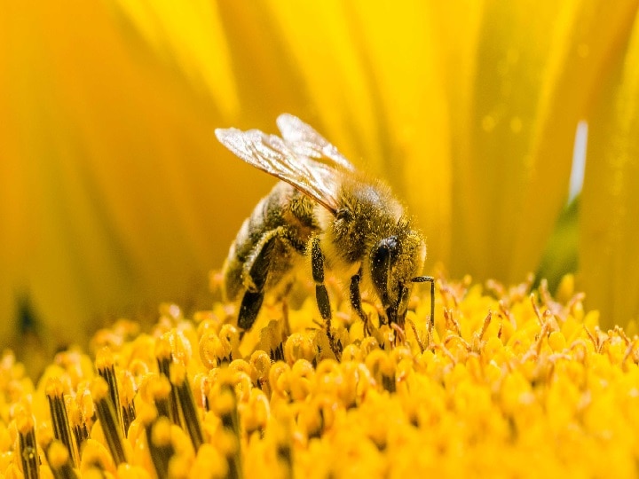 Honey Farming: आम मधुमक्खियों के मुकाबले 3 गुना ज्यादा शहद देती है 'इटैलियन बी', खूबियां जानकर शुरू कर देंगे शहद की खेती