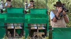 Cheetahs In India: খাঁচা খুলে দিলেন মোদি, DSLR হাতে তুললেন ছবিও, কুনো অভয়ারণ্যে ৮ চিতা