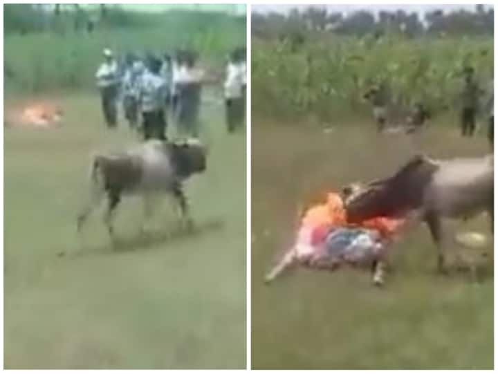 Cow gets emotional and Crying over death of his owner  Video: मालिक की मौत पर भावुक हुई गाय, लोगों ने उसी से कराया अंतिम संस्कार