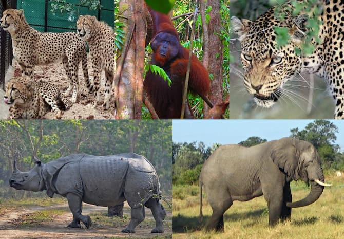 Wild Animals In Danger All Over World Number Tigers In India Below 4  Thousand | Endangered Species: चीतों के अलावा दुनियाभर में खतरे में है इन  जानवरों का अस्तित्व, बाघों की संख्या