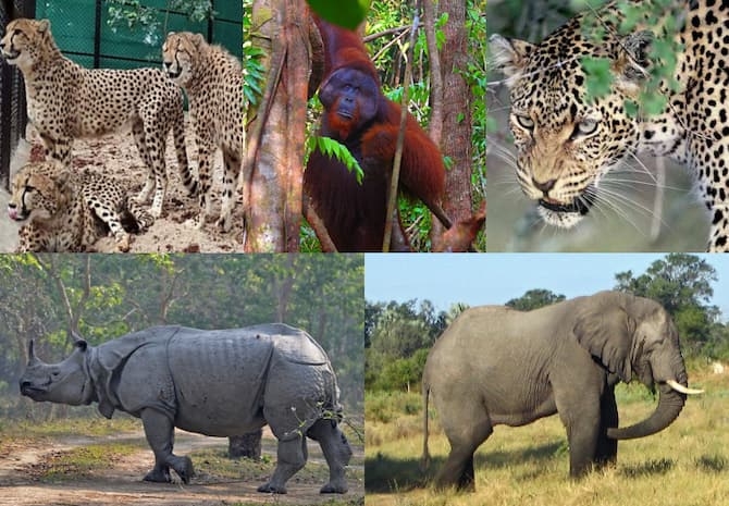 Wild Animals In Danger All Over World Number Tigers In India Below 4 Thousand | Endangered Species: चीतों के अलावा दुनियाभर में खतरे में है इन जानवरों का अस्तित्व, बाघों की संख्या Wild Animals In Danger All Over World Number Tigers In India Below 4 Thousand | Endangered Species: चीतों के अलावा दुनियाभर में खतरे में है इन जानवरों का अस्तित्व, बाघों की संख्या