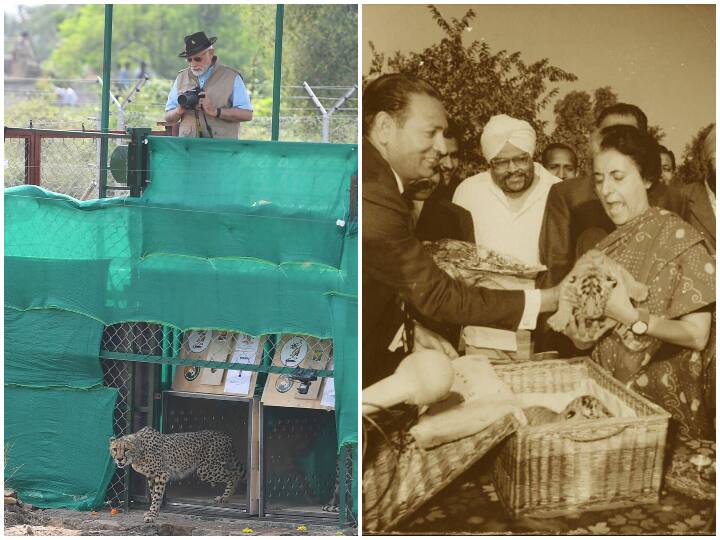Indira Gandhi Project Tiger to Cheetah Action Plan History of animal conservation in india इंदिरा गांधी के 'प्रोजेक्ट टाइगर' से लेकर 'चीता एक्शन प्लान' तक... कुछ ऐसा रहा जानवरों के संरक्षण का इतिहास