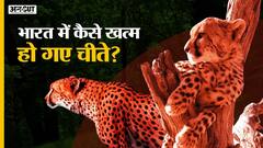 African Cheetah in India: कब और कैसे भारत से खत्म हो गए चीते | PM Modi Birthday | Kuno National Park