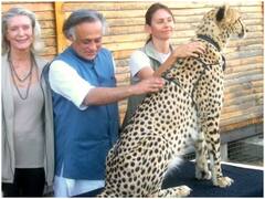 कांग्रेस नेता ने शेयर की चीते के साथ तस्वीर, कहा- मुद्दों से ध्यान भटकाने के लिए तमाशा कर रहे पीएम मोदी