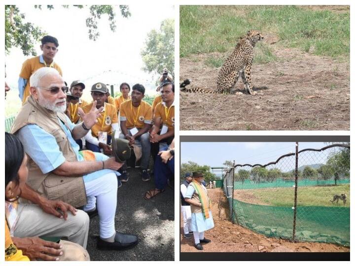 After decades of extinction, India released 8 cheetahs into the wild on Saturday. PM Modi released the Namibian Cheetahs into Kuno National Park of Madhya Pradesh in a special enclosed area.