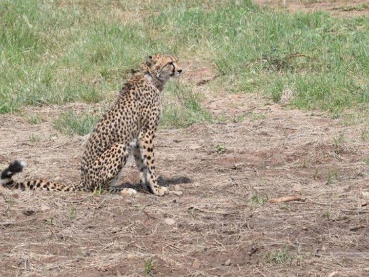 Cheetah in its new home after being released by PM Modi (Source: Twitter@narendramodi)