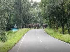 कोरबा के एक गांव में 25 हाथियों के दल ने जमाया डेरा, दहशत में ग्रामीण