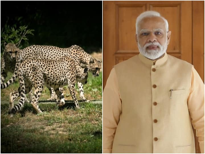 PM Modi will Release 8 cheetahs in Kuno National Park on the occasion of his birthday Project Cheetah: जन्मदिन के मौके पर पीएम मोदी कुनो राष्ट्रीय उद्यान में छोड़ेंगे 8 चीते, जानिए जरूरी बातें