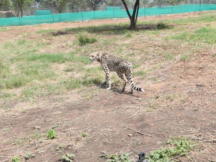 Unfortunate that we declared cheetah extinct in 1952, but for decades no constructive efforts were made to reintroduce them: PM Narendra Modi (Source: Twitter@narendramodi)