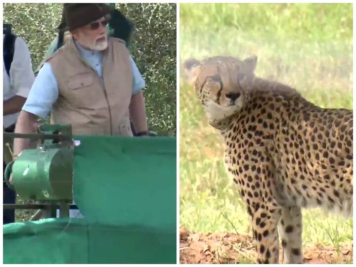 PM Modi released cheetah in the Kuno National Park On the occasion of his birthday Project Cheetah: जन्मदिन के मौके पर PM मोदी ने कूनो नेशनल पार्क में छोड़े चीते, खुद कैमरे में कैद की खास तस्वीरें