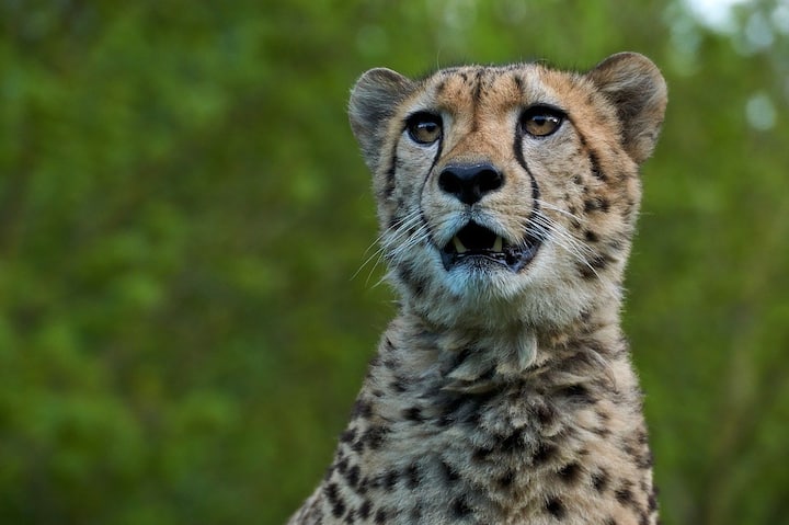 Project Cheetah : नामिबियाहून भारतात दाखल झालेले आठ आफ्रिकन चित्ते कुनो राष्ट्रीय अभयारण्यात दाखल झाले आहेत.