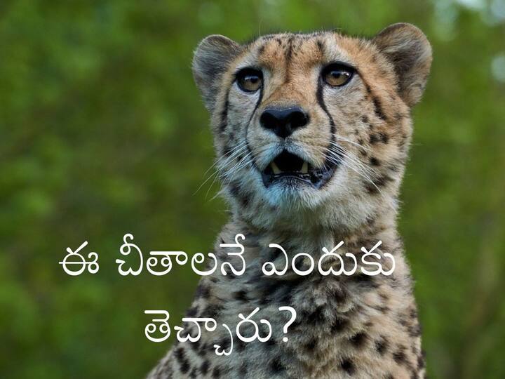 As India Gets Cheetahs Back, An Explainer On Why They Went Extinct Cheetah Extinction: ఏరికోరి ఆ చీతాలనే ఎందుకు తీసుకొచ్చారు? భారత్‌లో అవి ఎందుకు అంతరించాయి?
