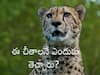 Cheetah Extinction: ఏరికోరి ఆ చీతాలనే ఎందుకు తీసుకొచ్చారు? భారత్‌లో అవి ఎందుకు అంతరించాయి?