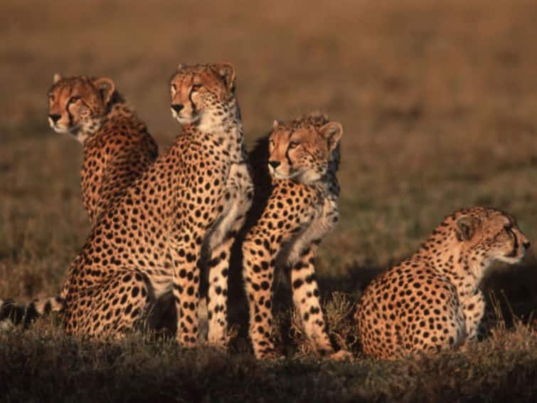 Cheetah Relocation Plan A Glimpse At More 50 Years Of Efforts And The Way Forward Cheetah Relocation Plan – A Glimpse At More Than 50 Years Of Efforts And The Way Forward