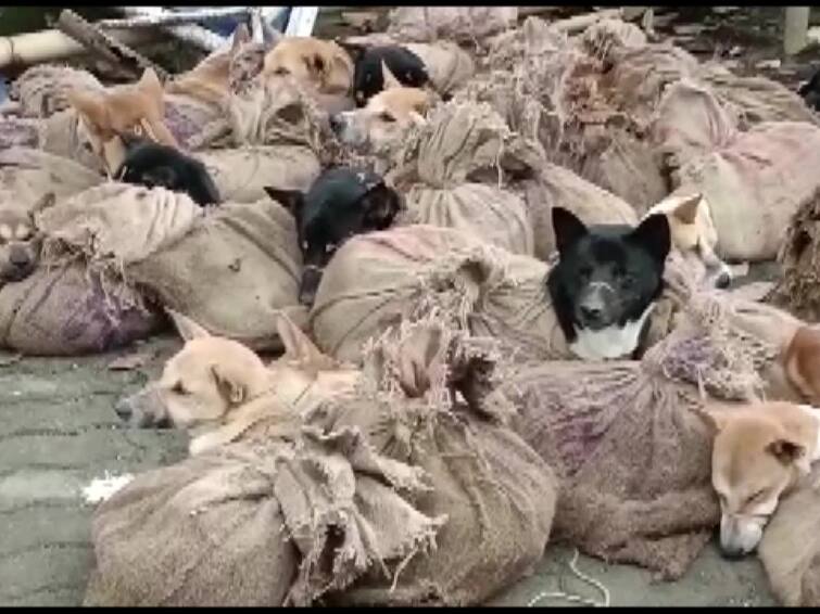 Assam 31 stray dogs tied in sacks rescued by police in Golaghat district Assam:சாக்குப்பைகளில் கட்டப்பட்டு கிடந்த 31 தெருநாய்கள்... கால்கள், வாய் கட்டப்பட்ட நிலையில் மீட்பு!