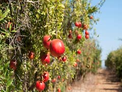 अब राजस्थान की रेतीली मिट्टी में लहलहायेंगे फलों के बाग, 10000 किसानों को मिलेगा 50% तक आर्थिक अनुदान