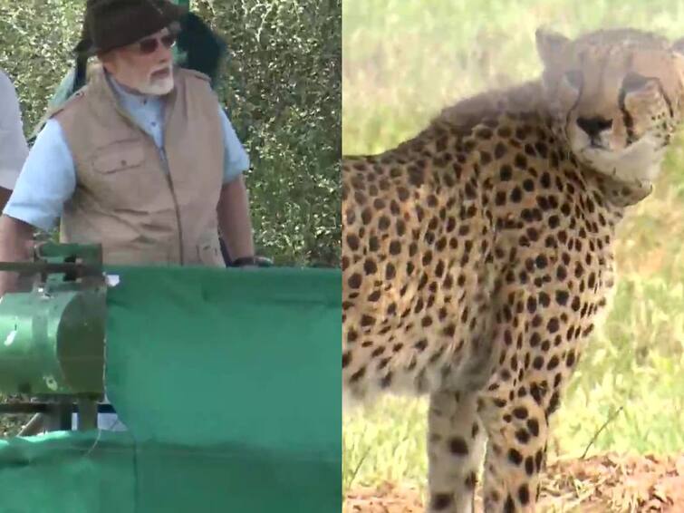 Prime Minister Narendra Modi releases 8 cheetahs brought from Namibia at Kuno National Park Cheetahs In India: চোখে রোদচশমা, মাথায় টুপি, জঙ্গল সাফারির বেশে মোদি, খাঁচা খুলে ছাড়লেন ৮ চিতাকে