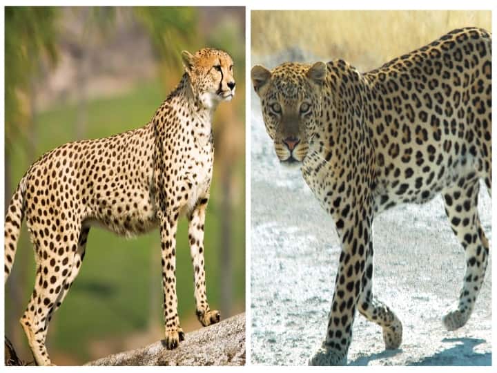 cheetah and leopard what different and how to find easy know full details Cheetah vs Leopard : சிவிங்கிப்புலிக்கும், சிறுத்தைக்கும் என்ன வித்தியாசம்..? எப்படி கண்டுபிடிப்பது..? இது தெரியுமா?